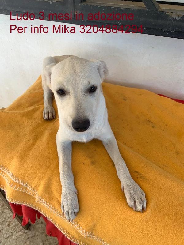 Ludo Cucciola Di Circa 4 Mesi Cerca Casa 